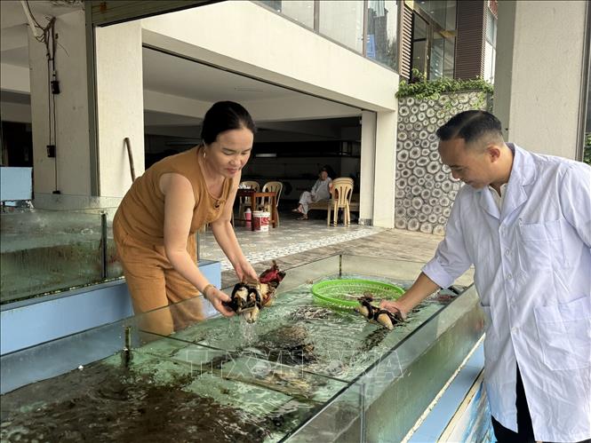 Kiểm tra việc chấp hành quy định vệ sinh an toàn thực phẩm tại các cơ sở kinh doanh hải sản. Ảnh: Hoa Mai - TTXVN